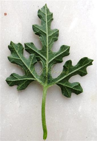 Leaf-Abaxial view